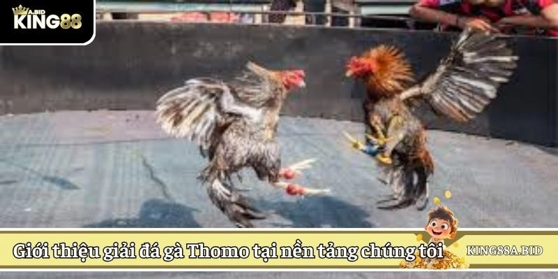 Giới thiệu giải đá gà Thomo tại nền tảng chúng tôi