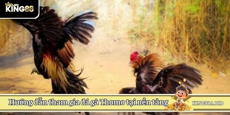 Hướng dẫn tham gia đá gà Thomo tại nền tảng