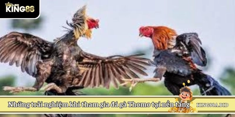 Những trải nghiệm khi tham gia đá gà Thomo tại nền tảng